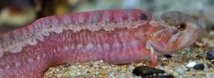 High Cockscomb