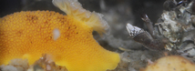 Sea Lemon
