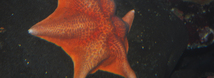 Bat Star