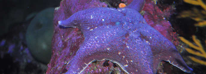 Bat Star