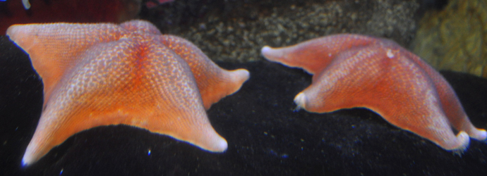 Bat Star