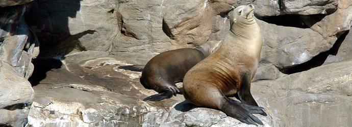 Valentine's Day Sea Lion Kisses