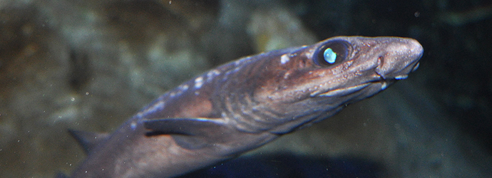 Shark Conservation Week