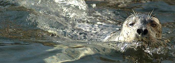 Harbor Seal