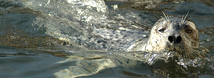 Harbor Seal