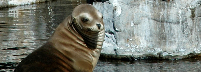 California Sea Lion