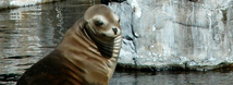 California Sea Lion