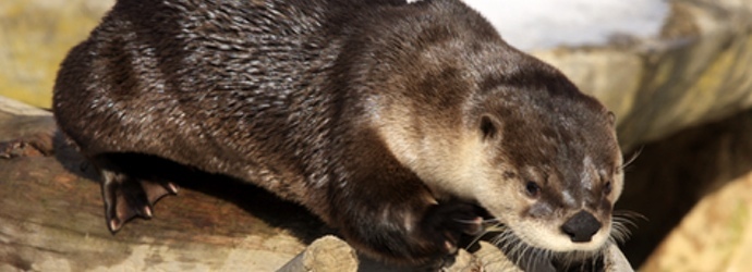 North American River Otter