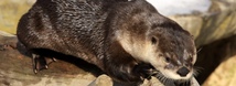 North American River Otter