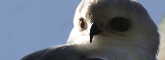 White Tailed Kite