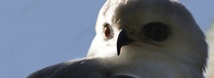 White Tailed Kite