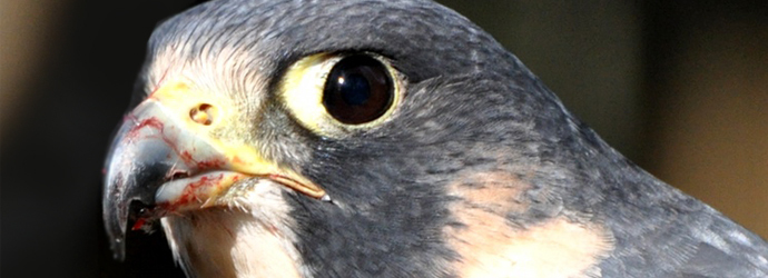 Peregrine Falcon