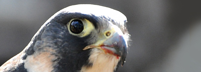 Peregrine Falcon