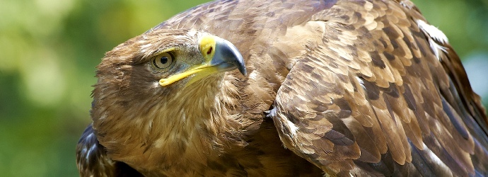 Golden Eagle