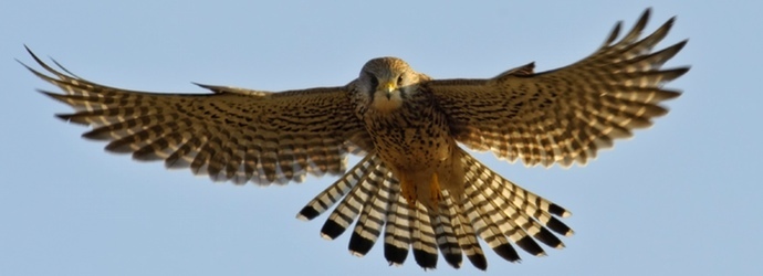 American Kestrel