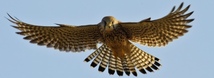 American Kestrel