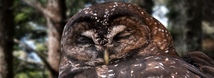Northern Spotted Owl