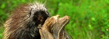 Porcupine