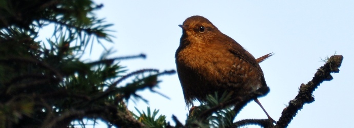 Pacific Wren