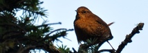 Pacific Wren
