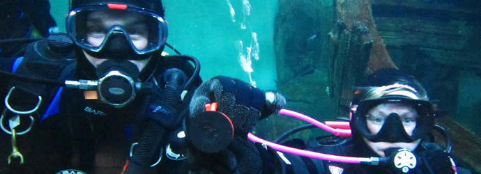 Dive the Aquarium 