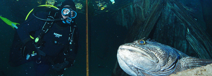 Dive the Aquarium 