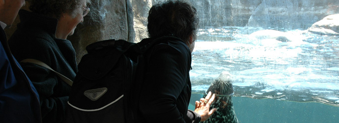 About The Aquarium