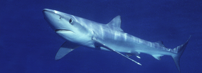 Shark Conservation Week