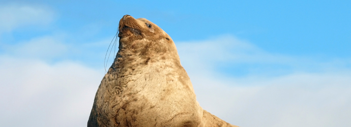 Steller Sea Lion