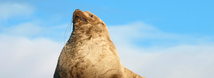 Steller Sea Lion