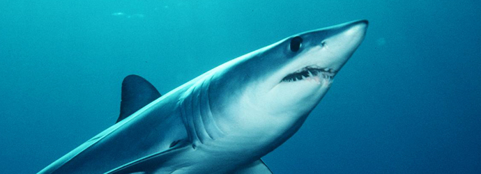 Short Fin Mako Shark