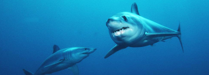 Short Fin Mako Shark