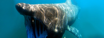 Basking Shark