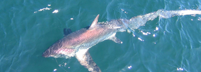 Common Thresher Shark