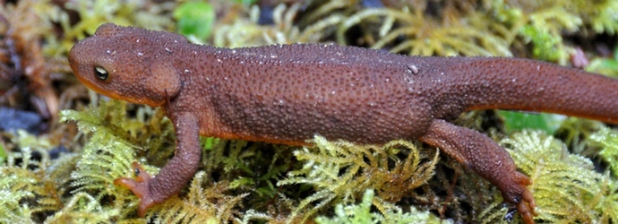 Rough-skinned Newt