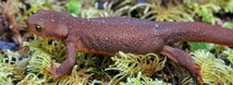 Rough-skinned Newt