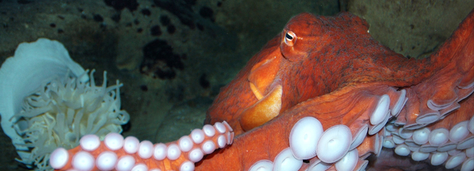 Giant Pacific Octopus Encounter