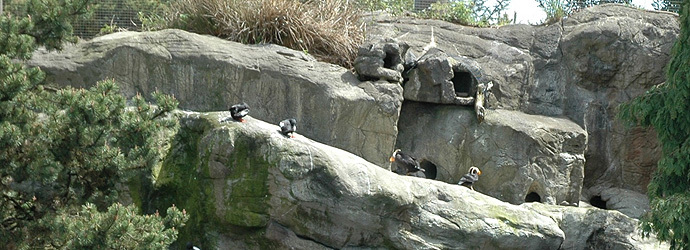 Sea Bird Aviary