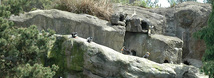 Sea Bird Aviary