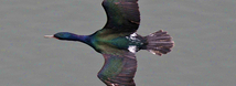 Pelagic Cormorant
