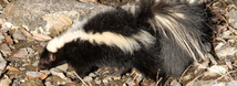 Striped Skunk
