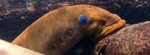 Pacific Lamprey