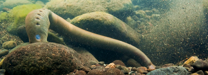 Pacific Lamprey