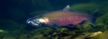 Coho Salmon