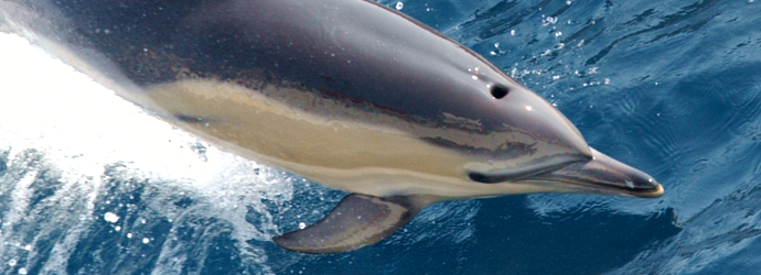 Short-Beaked Common Dolphin