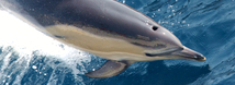 Short-Beaked Common Dolphin