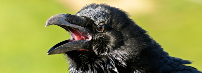 Common Raven