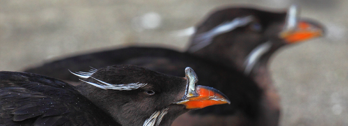 Sea Bird Aviary