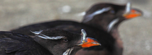 Sea Bird Aviary