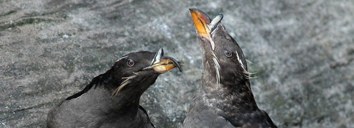 Rhinocerous Auklet